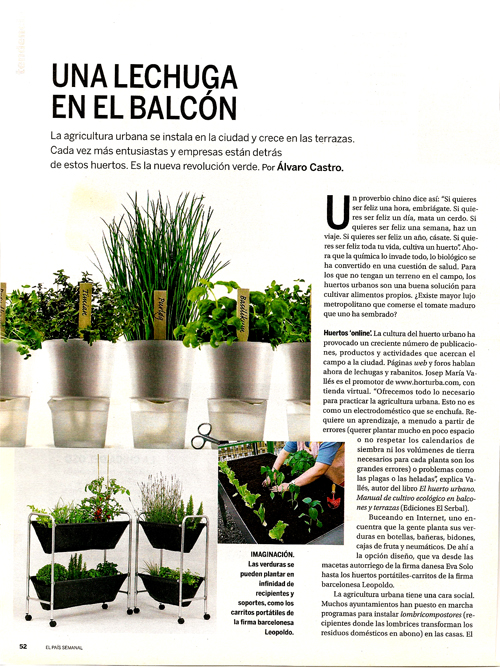Una lechuga en el balcón. 27 Abril 2008.